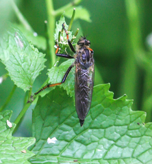 Pamponerus germanicus