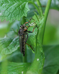 Pamponerus germanicus