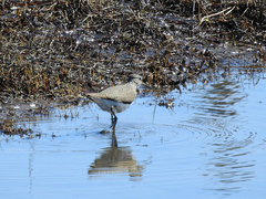Tringa ochropus