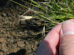 Danthonia unispicata