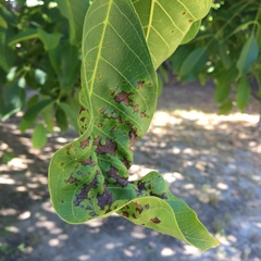 Ophiognomonia leptostyla
