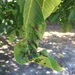 Walnut Anthracnose - Photo (c) Darvin DeShazer, some rights reserved (CC BY-NC), uploaded by Darvin DeShazer