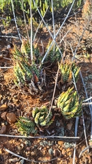 Tulista pumila