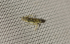 Eupteryx florida