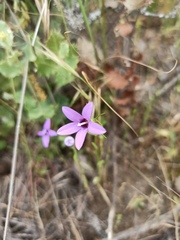 Campanula lusitanica