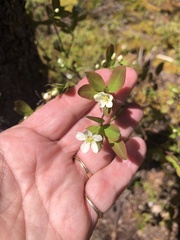 Amelanchier bartramiana