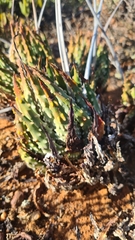 Tulista pumila