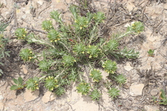 Teucrium balthazaris