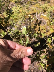 Amelanchier bartramiana