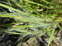 Danthonia unispicata