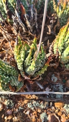 Tulista pumila