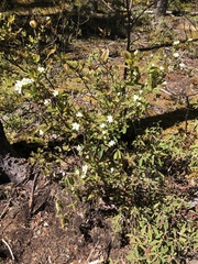 Amelanchier bartramiana