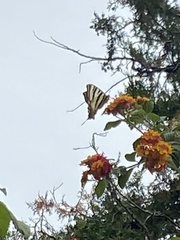 Iphiclides feisthamelii