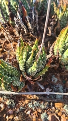 Tulista pumila