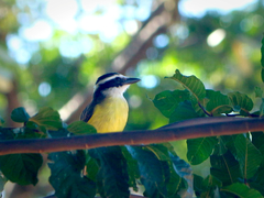 Pitangus sulphuratus