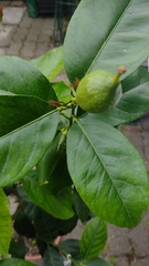 Citrus × limon