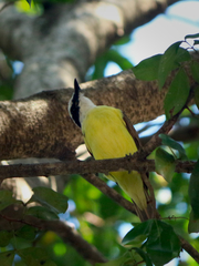 Pitangus sulphuratus