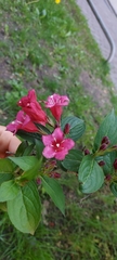 Weigela floribunda