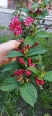 Weigela floribunda