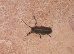 Pseudozonitis labialis