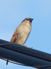 Passer domesticus