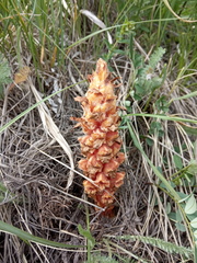 Orobanche colorata