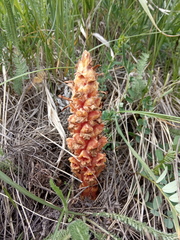 Orobanche colorata