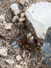 Arctosa perita