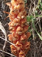 Orobanche colorata