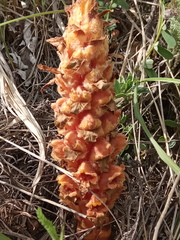 Orobanche colorata