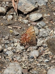 Callophrys lanoraieensis