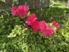 Rhododendron japonicum