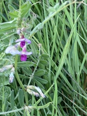 Vicia sativa