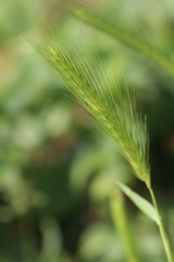 Hordeum murinum