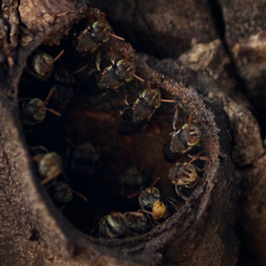 Nannotrigona testaceicornis