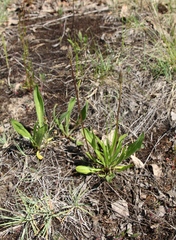 Plantago lanceolata
