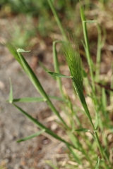 Hordeum murinum