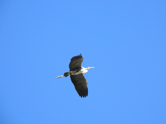 Ardea cinerea