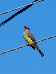 Tyrannus melancholicus