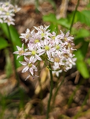 Allium speculae