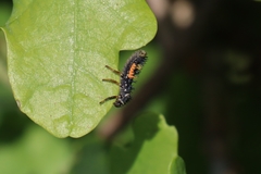 Harmonia axyridis
