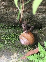 Camaena cicatricosa