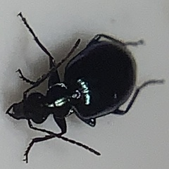 Lebia