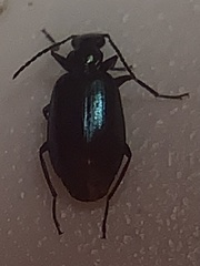 Lebia