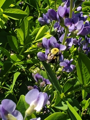 Bombus griseocollis