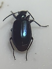 Lebia