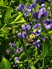 Bombus griseocollis