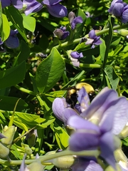 Bombus griseocollis