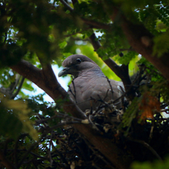 Patagioenas picazuro