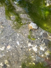 Pagurus granosimanus